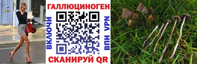 где можно купить   Новый Оскол  Псилоцибиновые грибы прущие грибы 